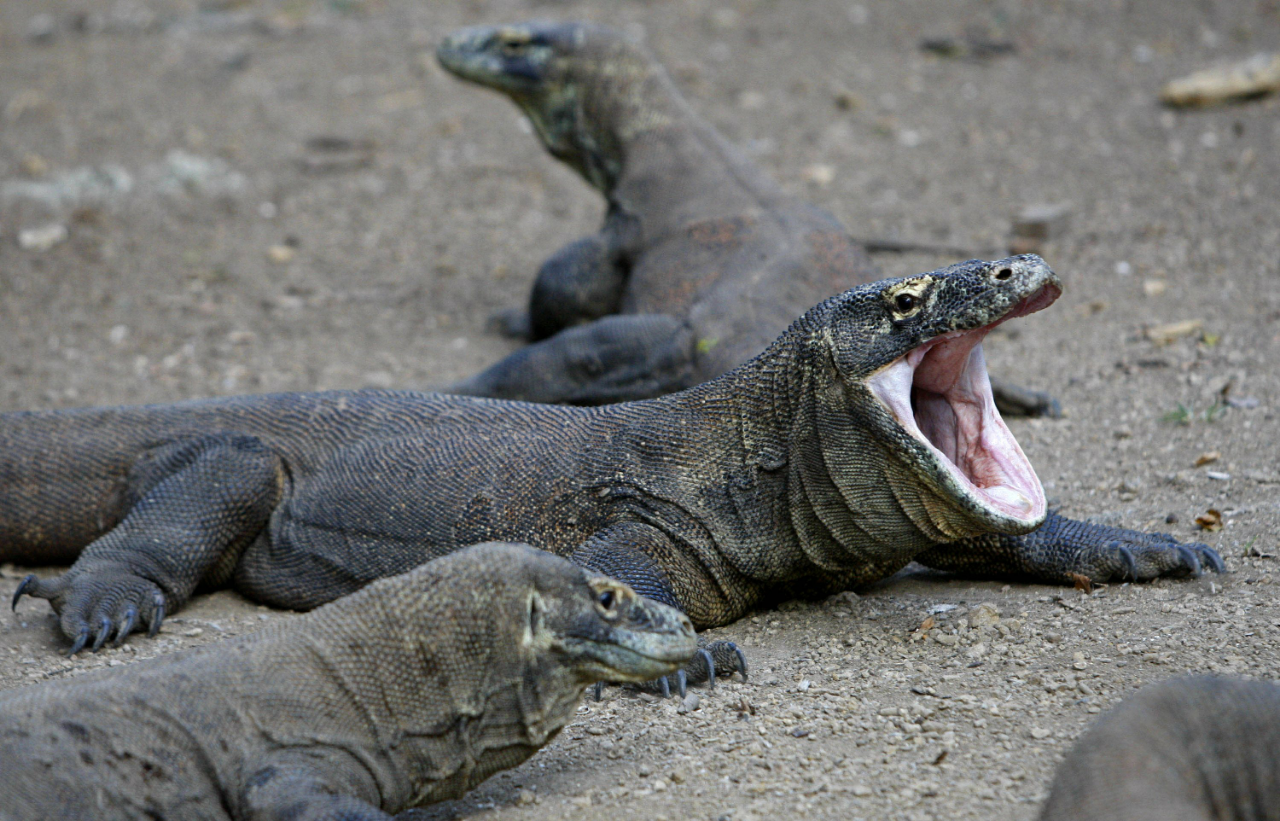 Tiket Pulau Komodo Naik, Akankah Jadi Bumerang Terhadap Jumlah Kunjungan Wisatawan?