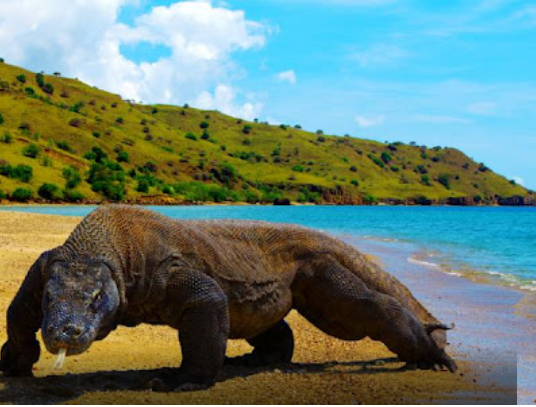 Ini Alasan Mengapa Harus Ada 14 Juta di Pulau Komodo