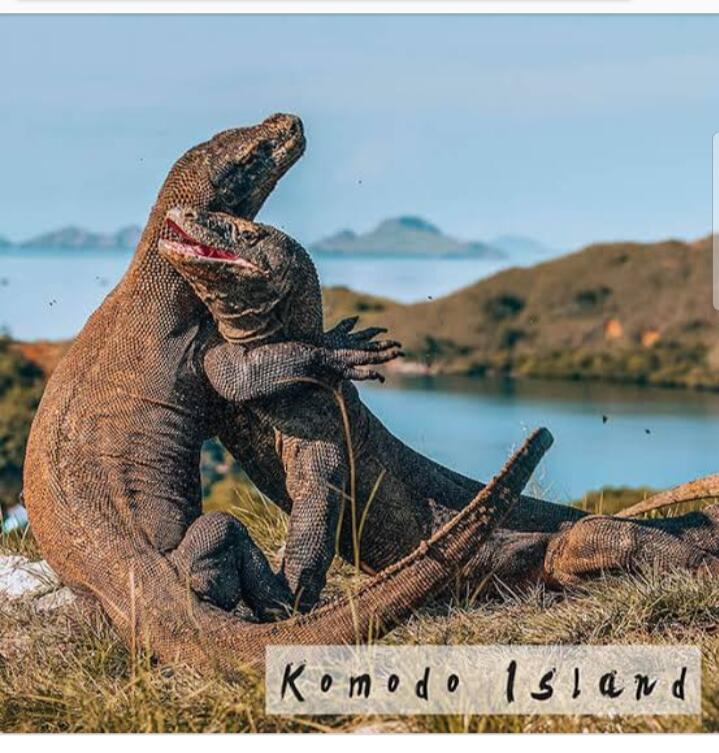 Wisata Ekslusif Komodo Island, Selain Mahal Ternyata Juga Terbatas!