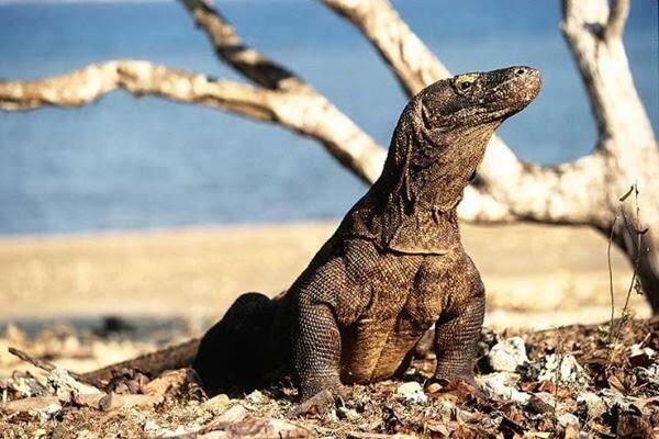 Taman Nasional Komodo, Kekayaan Indonesia yang Harus Dijaga