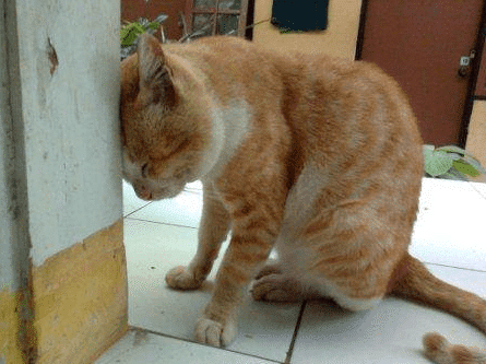 Kucing Agan Botak? Baca 7 Penyebab Bulu Kucing Botak !!