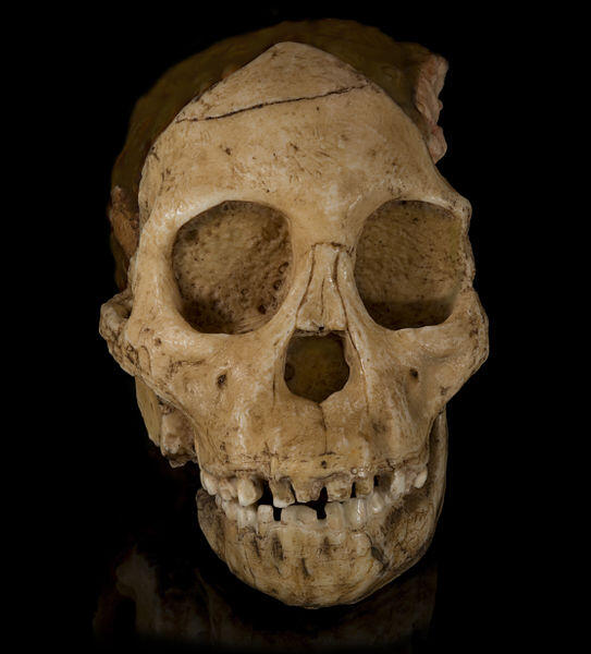 Taung Child, Fosil Penting yang Kurang Dikenal