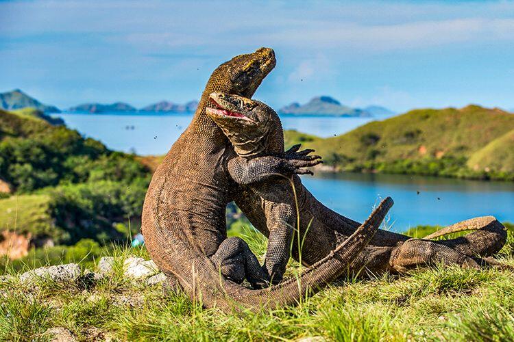 Ini Alasan Kenapa Pulau Komodo Bisa Mahal, Gan