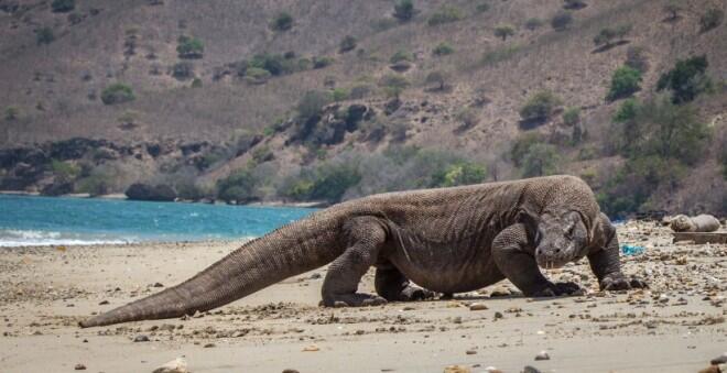 Pulau Komodo Pantas Jadi Wisata Eksklusif Jika…