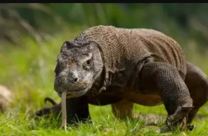 Mengenang Pulau Komodo Sebelum Menjadi Wisata Mahal