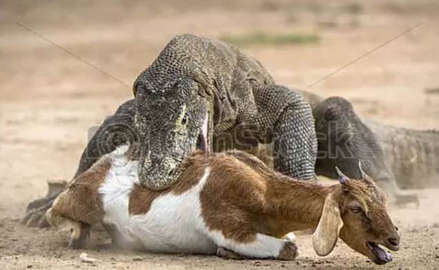 Mengenang Pulau Komodo Sebelum Menjadi Wisata Mahal