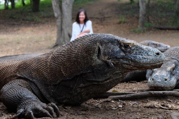 Memisahkan Manusia Dengan Komodo,Apakah Harus ?