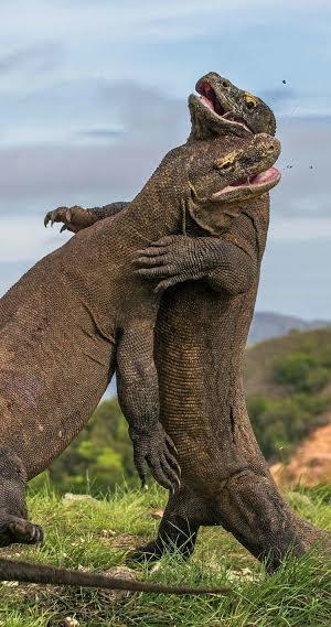 Memisahkan Manusia Dengan Komodo,Apakah Harus ?