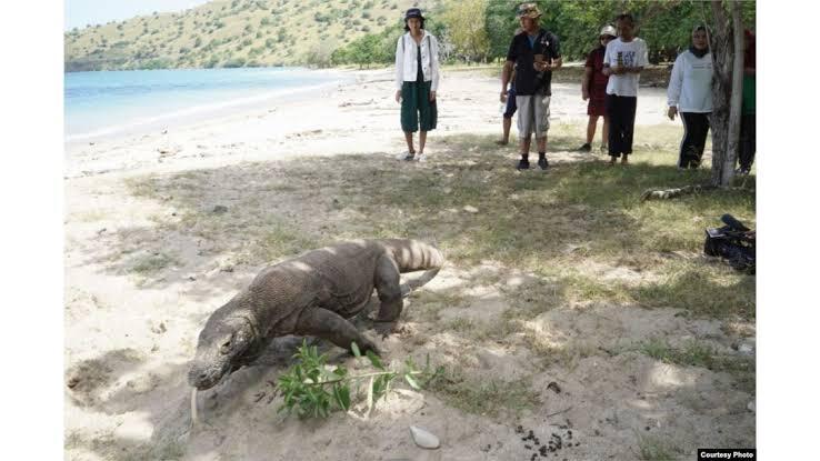 Jika Pulau Komodo Di Tutup Bagaimana Warga Sekitarnya ?