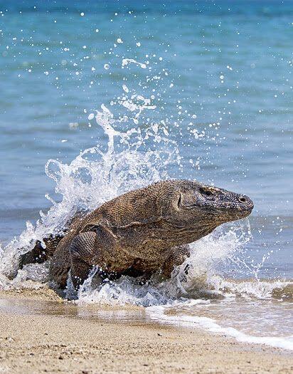 Pulau Komodo jadi Wisata Bergengsi, Yes or No?