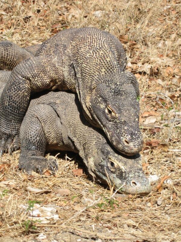 Pulau Komodo Tak Jadi Ditutup, Tapi Harga Tiketnya Selangit, Bakal Sepi Peminat?