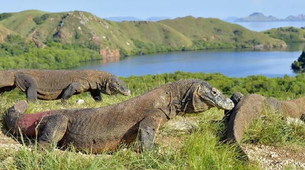 Pentingnya Sosialisasi Pulau Komodo Agar Menyangkal Berita Yang Tidak Benar