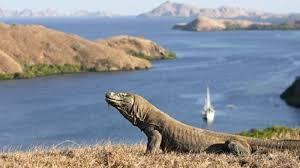 Pendapatku Tentang Pulau Komodo