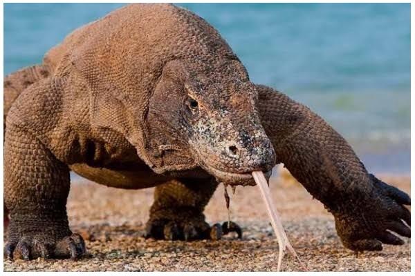 Dapatkah Pulau Komodo Beralih Dari Mass Tourism Menjadi Exclusive Tourism ?.