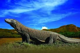 Melihat Komodo Sejarah Tua, Ini Gan&amp;sis! Boleh Coba?