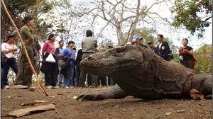 Melihat Komodo Sejarah Tua, Ini Gan&sis! Boleh Coba?