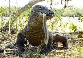 Melihat Komodo Sejarah Tua, Ini Gan&sis! Boleh Coba?