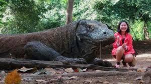 Melihat Komodo Sejarah Tua, Ini Gan&sis! Boleh Coba?