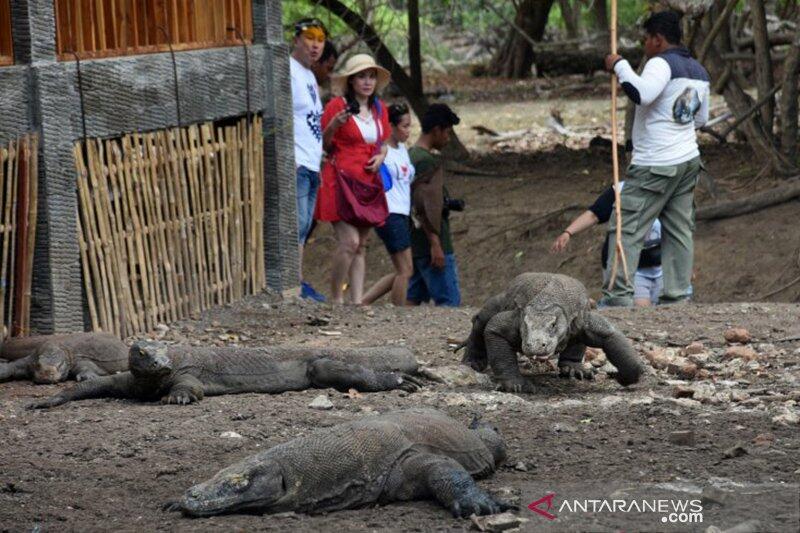 Taman Nasional Komodo Akan Dijadikan Eksklusif, Setujukah?