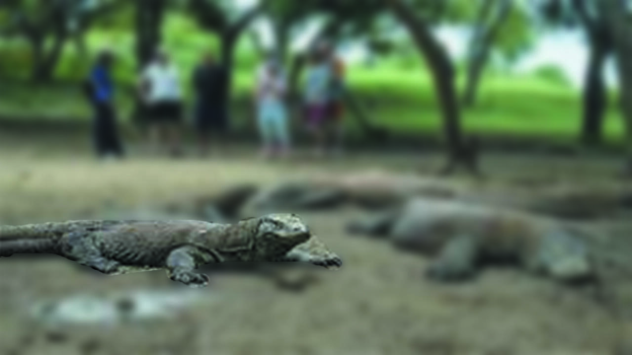 &#91;HOT&#93; &quot;Wisata pulau komodo mahal, mengapa terjadi.?&quot;