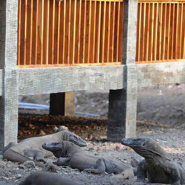 Alasan Ditutupnya Taman Nasional Komodo, Dan Ini Faktanya