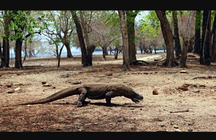 Alasan Ditutupnya Taman Nasional Komodo, Dan Ini Faktanya