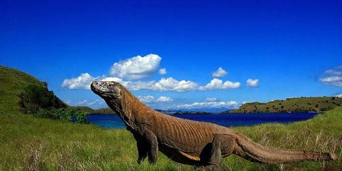 Alasan Ditutupnya Taman Nasional Komodo, Dan Ini Faktanya