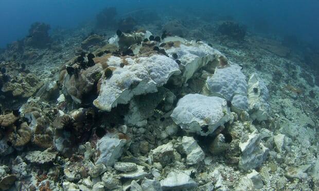 Mengatasi Masalah Kelestarian Alam Di Pulau Komodo Dengan Wisata Premium