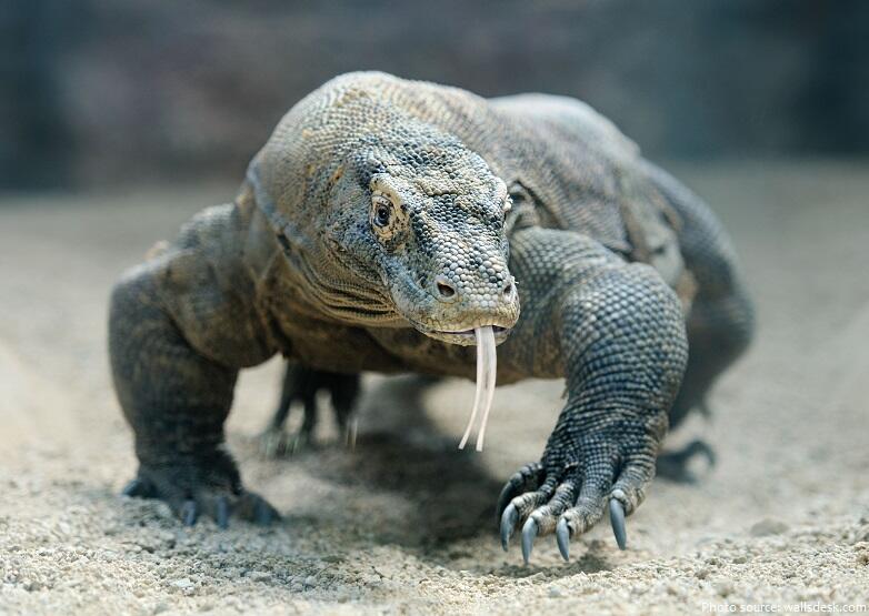 14 Juta Wisata Ke Pulau Komodo? Mending Buat Beli Nasgor, Bisa Dapat 900 Bungkus