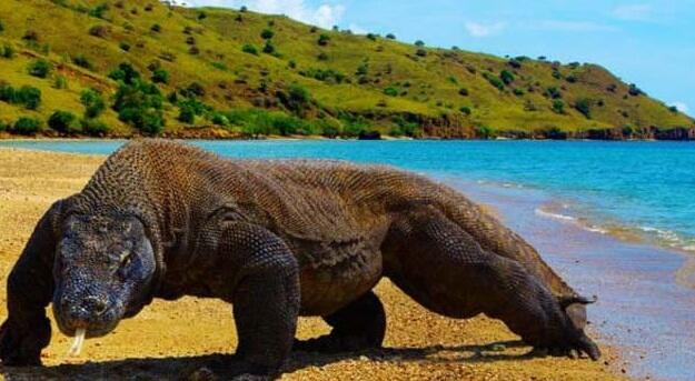 Wisata Premium Pulau Komodo, Apakah Sobat MissQueen Gak Boleh Berkunjung?