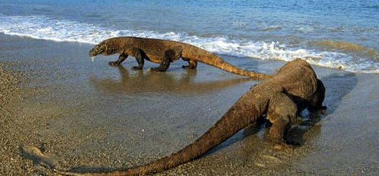Wisata Premium Pulau Komodo, Apakah Sobat MissQueen Gak Boleh Berkunjung?
