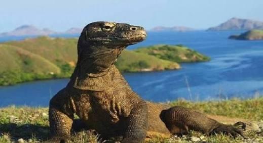 Penutupan Pulau Komodo Batal! Muncul Isu Kenaikan Harga Tiketnya, Apa Saja Dampaknya?