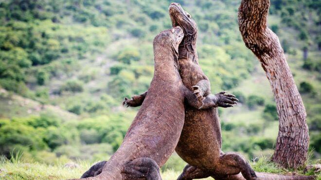 Pulau Komodo: Antara Ekonomi dan Konservasi
