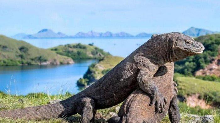 Pulau Komodo Jadi Wisata Ekslusif? Tenang, Masih Bisa Lihat Komodo di Pulau Rinca
