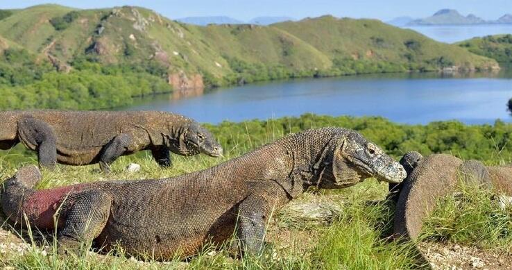 Tarif Pulau Komodo 14 Juta? Oke Aja Sih, Asalkan ... 