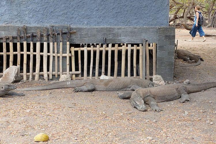 Dampak Diubahnya Pulau Komodo Jadi Wisata Eksklusif