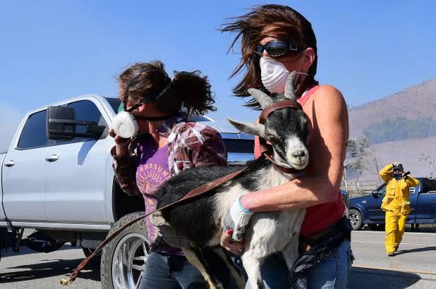 Goats have prevented arrival of wildfire to Ronald Reagan Presidential library