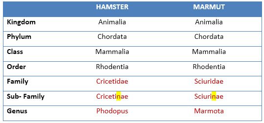 Hamster atau Marmut?