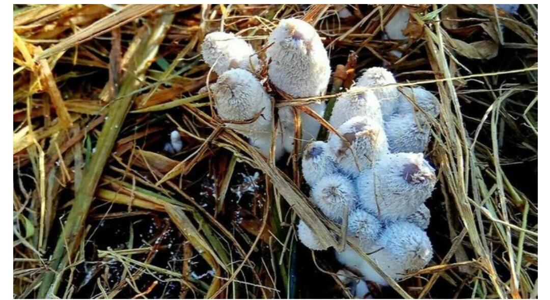 Waktu Agan Kecil Suka Main ke Sawah? Pasti Pernah Ngerasain ini di Era 90an