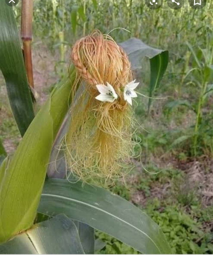 Waktu Agan Kecil Suka Main ke Sawah? Pasti Pernah Ngerasain ini di Era 90an