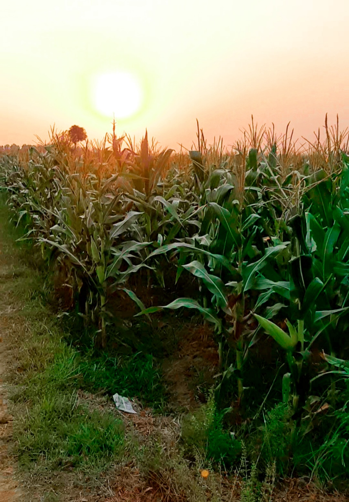 Waktu Agan Kecil Suka Main ke Sawah? Pasti Pernah Ngerasain ini di Era 90an