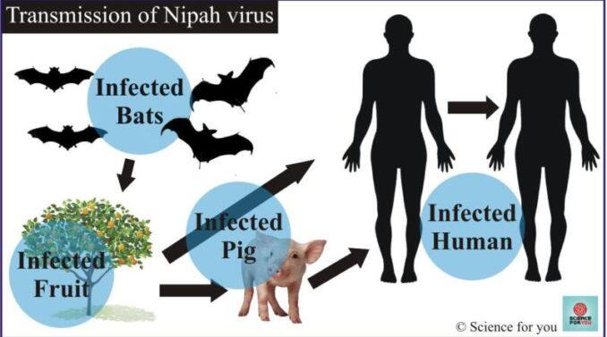 CIPA DAN NIPAH