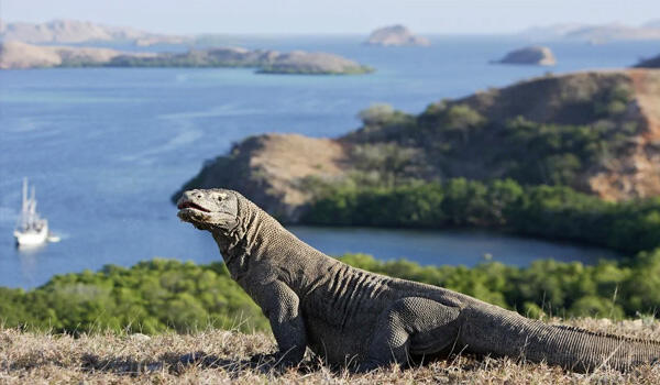 Harga Tiket 14 Juta Apa Sudah Sesuai Dengan Pulau Komodo nya