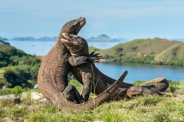 Tempat penangkaran Hewan Purba, Pulau Komodo jadi Wisata Eksklusif