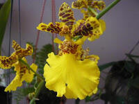 Cara Mudah Merawat Anggrek Oncidium