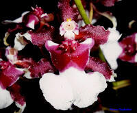 Cara Mudah Merawat Anggrek Oncidium