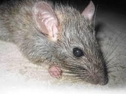 Tikus Pintar Berkelahi, Menjadi Santapan Lejat! Mau Coba?