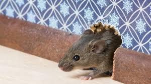 Tikus Pintar Berkelahi, Menjadi Santapan Lejat! Mau Coba?