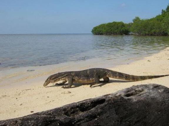 Asyiknya Mengunjungi Wisata Pulau Biawak di Indramayu Jawa Barat!