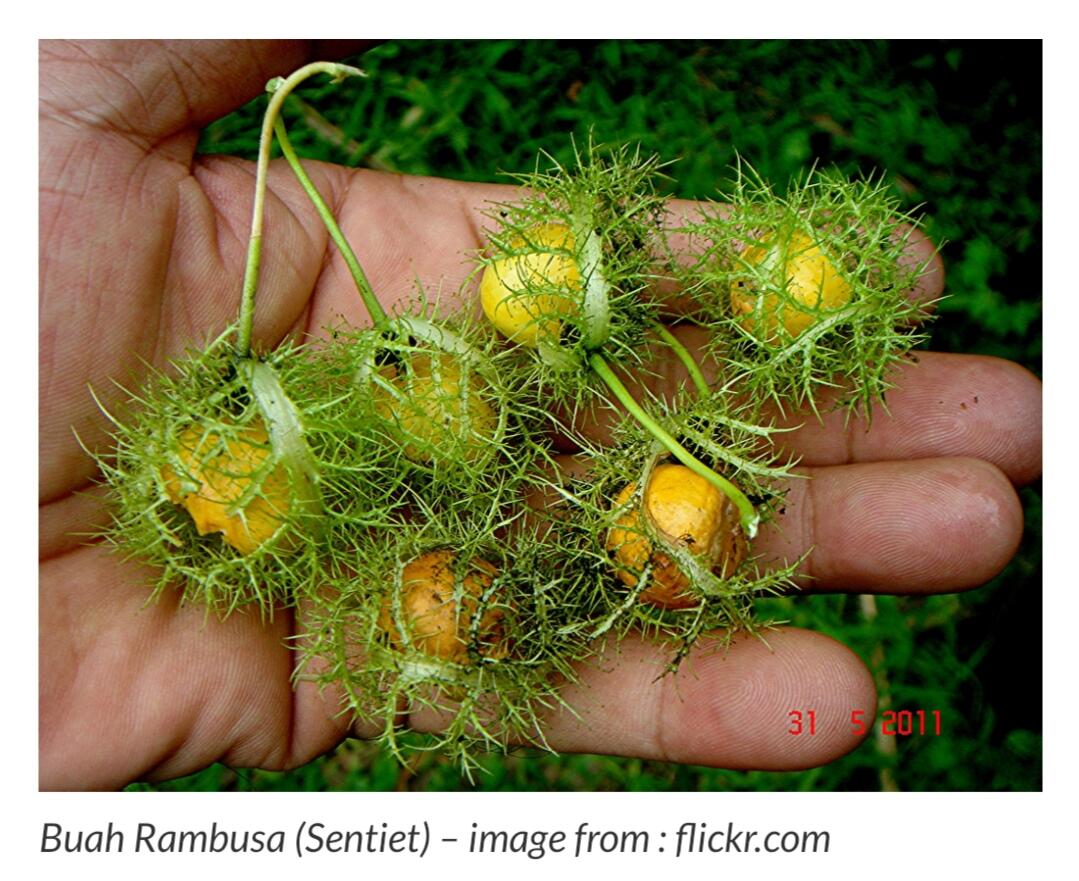 Waktu Agan Kecil Suka Main ke Sawah? Pasti Pernah Ngerasain ini di Era 90an